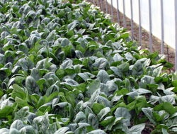 �z�E�����\�E�̃n�E�X�͔|