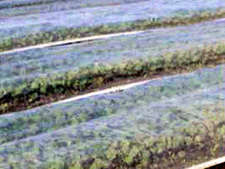 �����؂̃p�I�p�I�|��