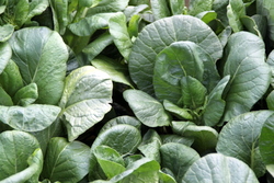 �����؂̘I�n�͔|