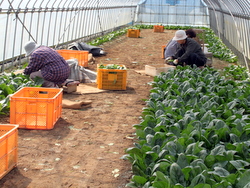 �z�E�����\�E�̍̂肢��ƌ���