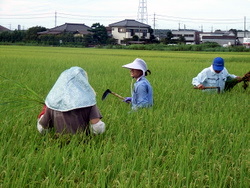 �c�ނ̕B�����